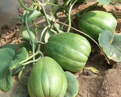 今日吃瓜 人人吃瓜,全民共享的瓜果盛宴