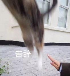 吃瓜群众背影女,吃瓜群众的独特视角