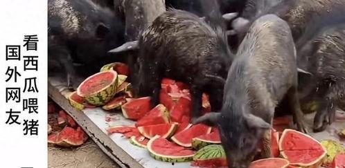 太原吃瓜博主,博主带你探秘本地美食江湖