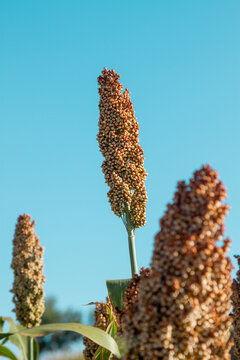 红高粱吃瓜,吃瓜群众的狂欢盛宴