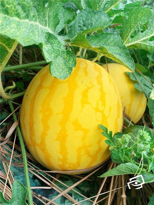 瓜吃金,揭秘瓜类美食中的财富密码