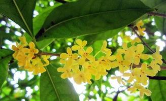 桂花12点吃瓜,12点瓜果盛宴