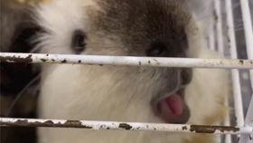 探长吃瓜虎虎,揭秘虎虎背后的神秘故事