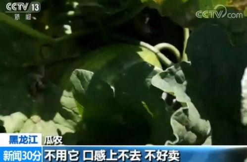 带你吃瓜其他东西,带你探索美食界的“吃瓜”新潮流