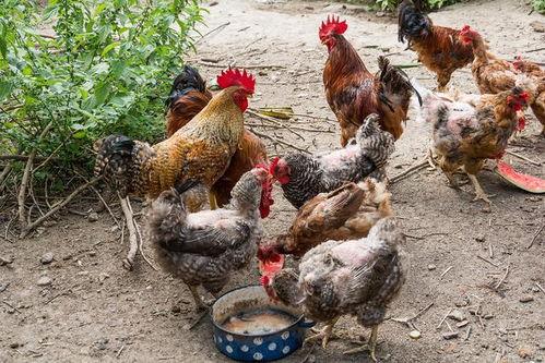 鸡鸭吃老瓜行吗,一场生态农业的和谐实践