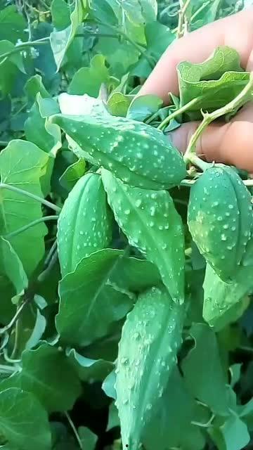 瓢子瓜苦可以吃吗,能否食用及营养价值探讨