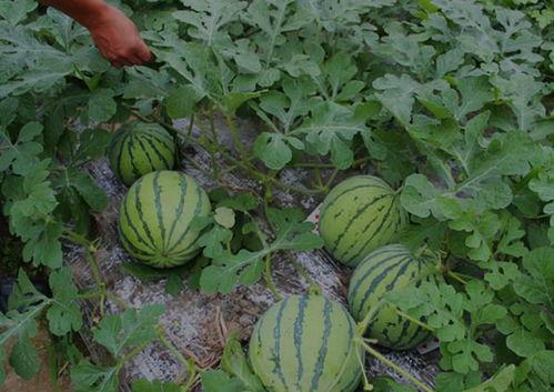 山西长治操场吃瓜,揭秘背后真相与网络热议