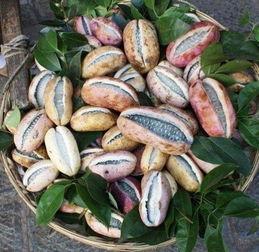 梦见吃8月瓜,揭秘8月瓜的神秘寓意