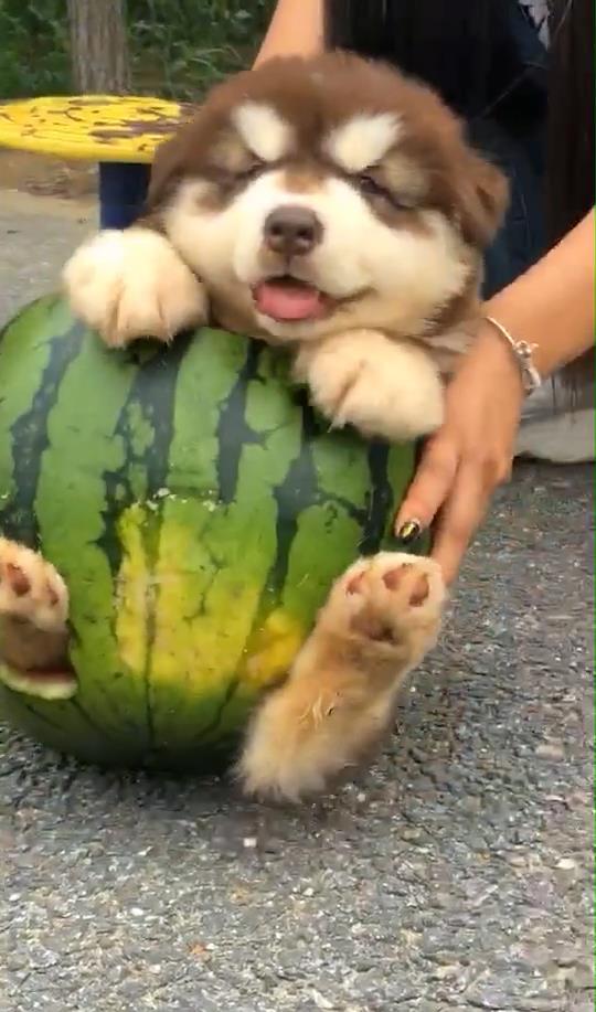 狗吃不吃小瓜,揭秘它们对小瓜的喜好之谜