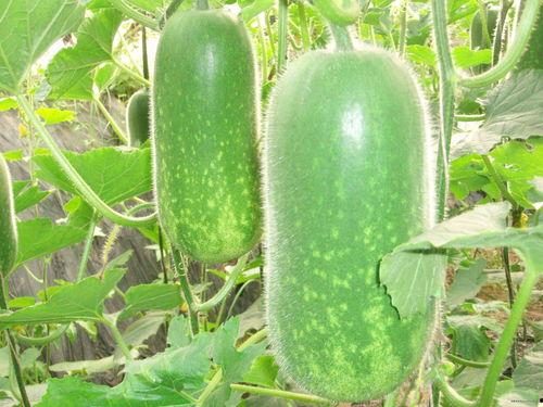 上东浦吃瓜,一场热闹非凡的吃瓜盛宴