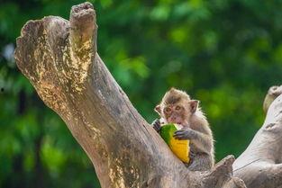 公园里吃瓜群众,公园里吃瓜群众的欢乐时光