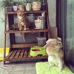 喵小兔吃瓜,喵小兔的瓜界探险记