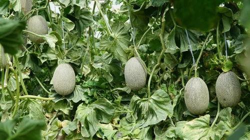 无忧大树吃瓜,揭秘吃瓜群众的快乐生活