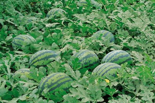 宝宝吃茄瓜会不会拉绿便,揭秘绿便之谜