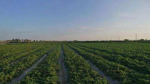 甘肃野外吃瓜,一场别开生面的夏日食趣之旅