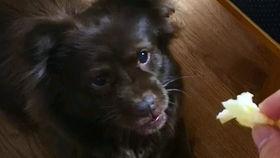 狗子吃瓜配音,笑料横生，带你领略萌宠界的欢乐盛宴