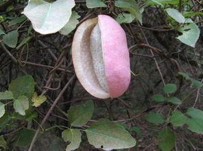 八月瓜吃瓜,品味夏日里的甜蜜诱惑