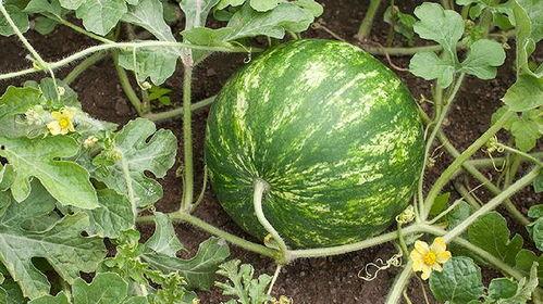 吃瓜会长胖不,吃瓜也能增肥？揭秘瓜果热量与体重管理