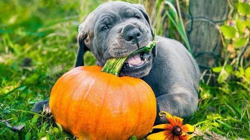 吃瓜的瓜菜狗,揭秘吃瓜群众的趣味生活